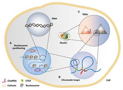 Insight Into Chromatin-Enriched RNA: A Key Chromatin Regulator in Tumors